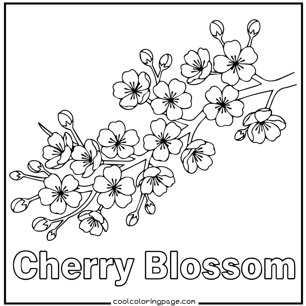 Flower coloring pages displaying a cherry blossom coloring page of a flower with clear outlines