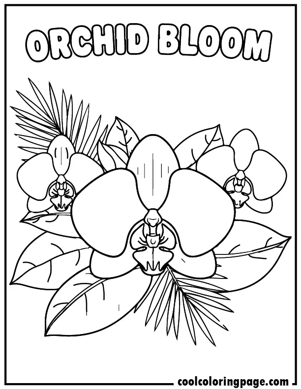 16 orchid bloom printable flower coloring pages